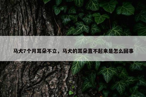 马犬7个月耳朵不立，马犬的耳朵直不起来是怎么回事