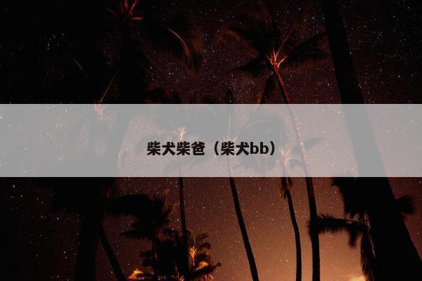 柴犬柴爸（柴犬bb）