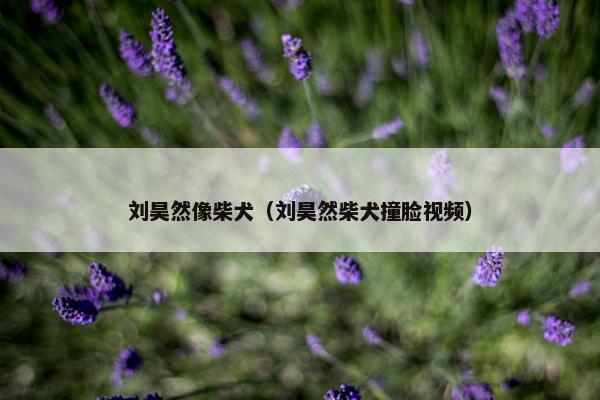 刘昊然像柴犬（刘昊然柴犬撞脸视频）