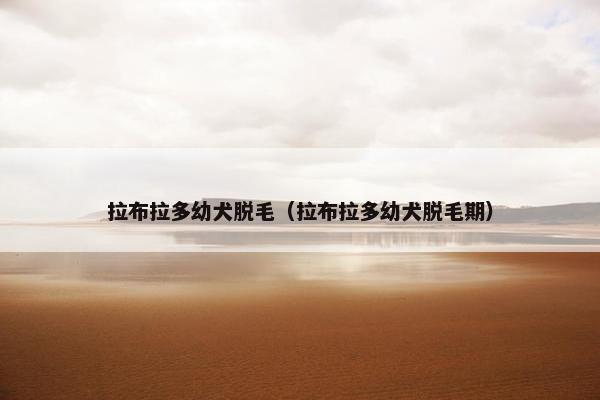 拉布拉多幼犬脱毛（拉布拉多幼犬脱毛期）