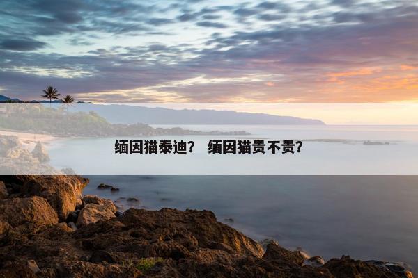 缅因猫泰迪？ 缅因猫贵不贵？
