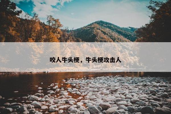 咬人牛头梗，牛头梗攻击人