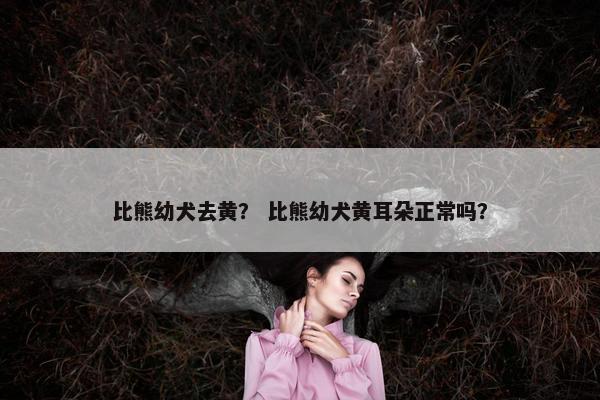 比熊幼犬去黄？ 比熊幼犬黄耳朵正常吗？