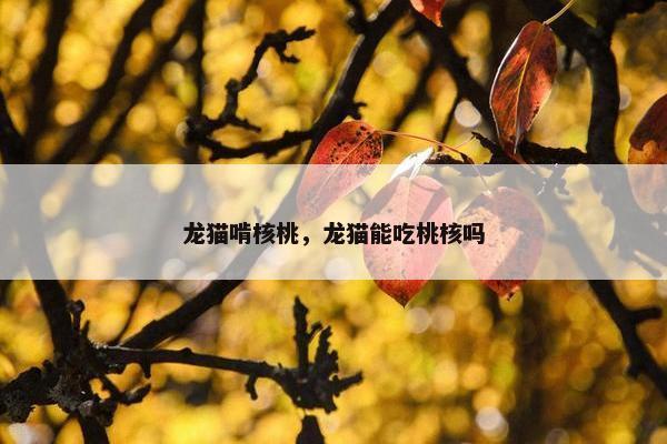龙猫啃核桃，龙猫能吃桃核吗