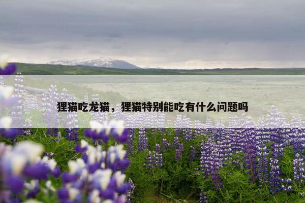 狸猫吃龙猫，狸猫特别能吃有什么问题吗