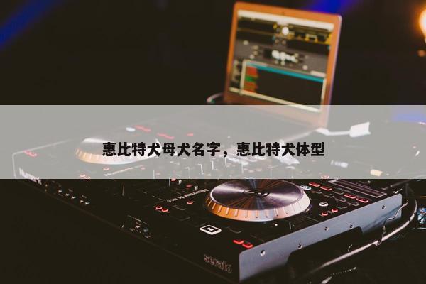 惠比特犬母犬名字，惠比特犬体型