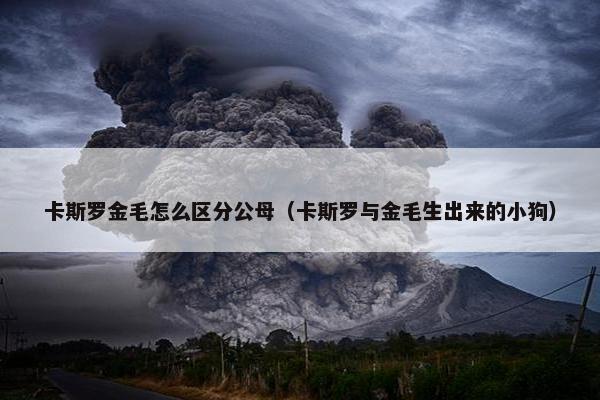 卡斯罗金毛怎么区分公母（卡斯罗与金毛生出来的小狗）