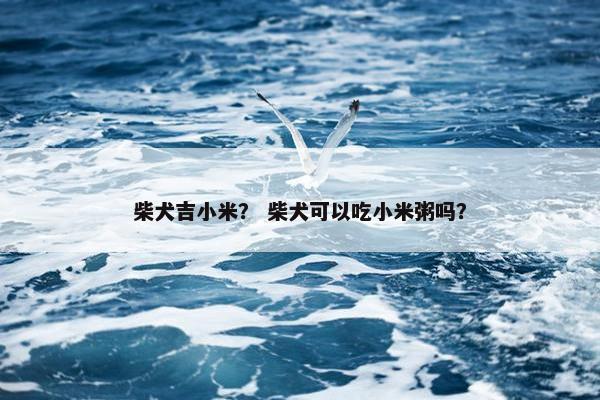 柴犬吉小米？ 柴犬可以吃小米粥吗？