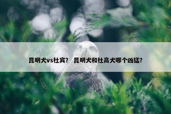 昆明犬vs杜宾？ 昆明犬和杜高犬哪个凶猛？