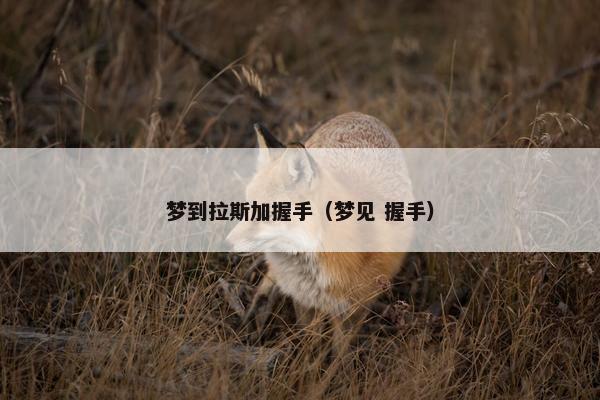 梦到拉斯加握手（梦见 握手）