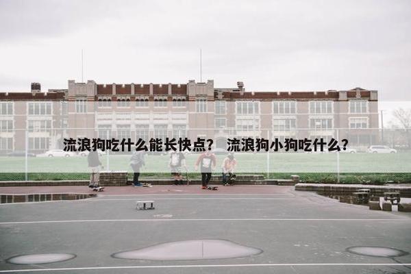 流浪狗吃什么能长快点？ 流浪狗小狗吃什么？