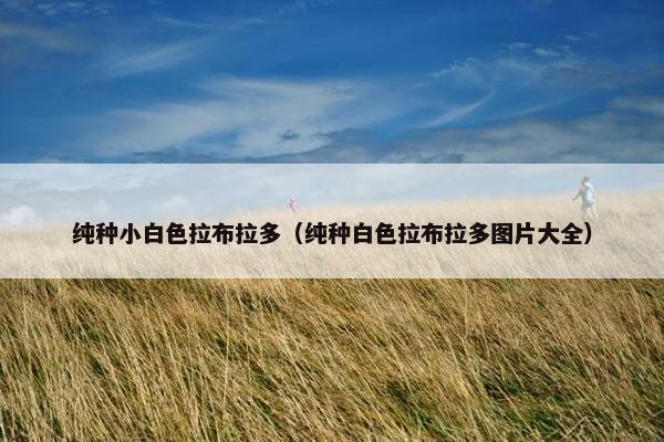 纯种小白色拉布拉多（纯种白色拉布拉多图片大全）
