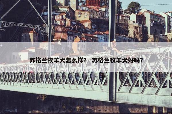苏格兰牧羊犬怎么样？ 苏格兰牧羊犬好吗？