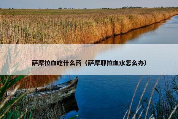 萨摩拉血吃什么药（萨摩耶拉血水怎么办）