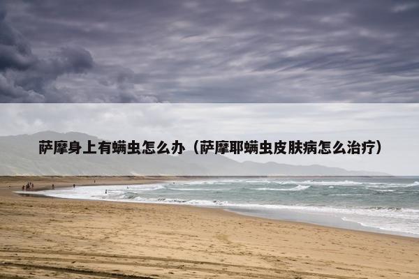 萨摩身上有螨虫怎么办（萨摩耶螨虫皮肤病怎么治疗）