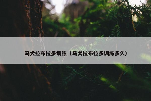马犬拉布拉多训练（马犬拉布拉多训练多久）