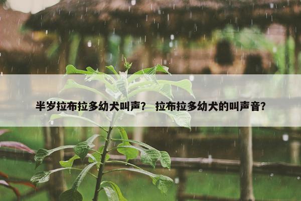 半岁拉布拉多幼犬叫声？ 拉布拉多幼犬的叫声音？