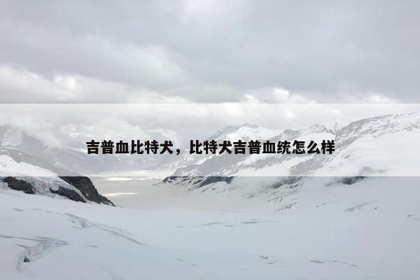 吉普血比特犬，比特犬吉普血统怎么样