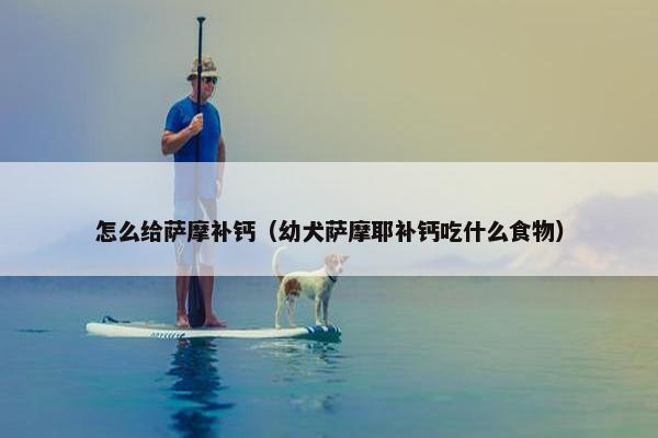 怎么给萨摩补钙（幼犬萨摩耶补钙吃什么食物）