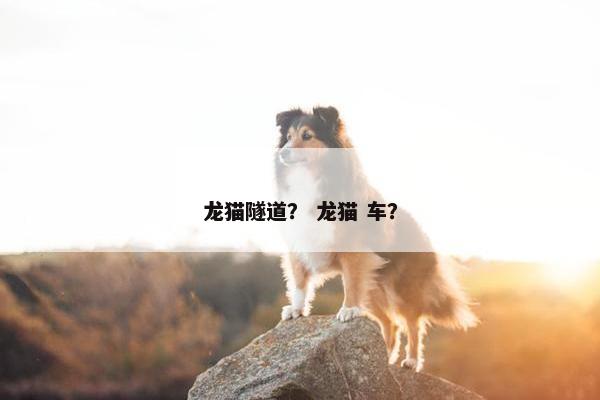 龙猫隧道？ 龙猫 车？