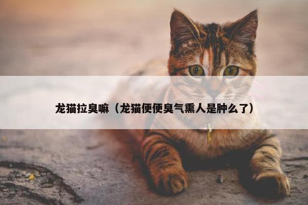 龙猫拉臭嘛（龙猫便便臭气熏人是肿么了）