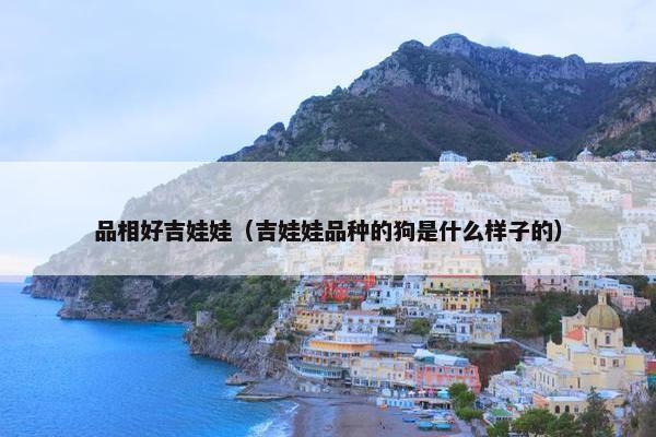 品相好吉娃娃（吉娃娃品种的狗是什么样子的）
