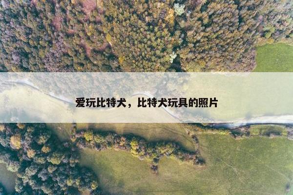 爱玩比特犬，比特犬玩具的照片