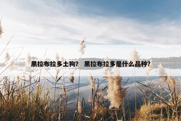 黑拉布拉多土狗？ 黑拉布拉多是什么品种？