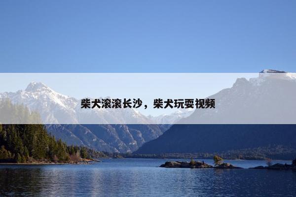 柴犬滚滚长沙，柴犬玩耍视频