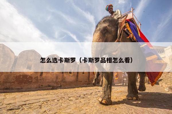 怎么选卡斯罗（卡斯罗品相怎么看）