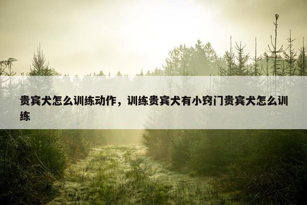 贵宾犬怎么训练动作，训练贵宾犬有小窍门贵宾犬怎么训练