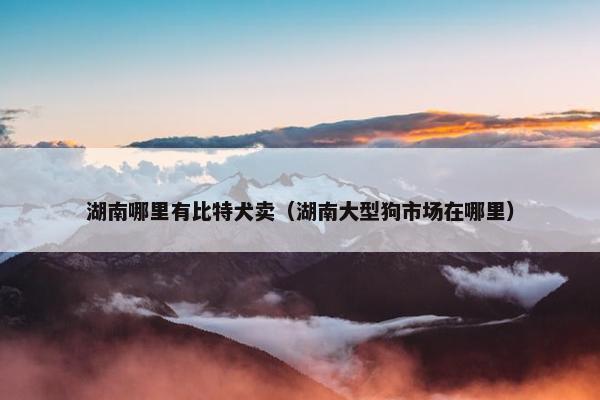 湖南哪里有比特犬卖（湖南大型狗市场在哪里）
