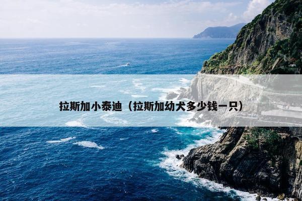 拉斯加小泰迪（拉斯加幼犬多少钱一只）
