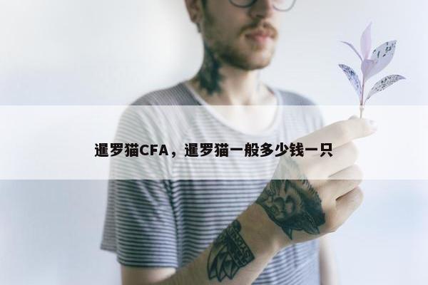 暹罗猫CFA，暹罗猫一般多少钱一只