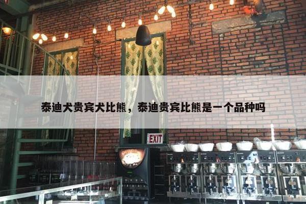 泰迪犬贵宾犬比熊，泰迪贵宾比熊是一个品种吗
