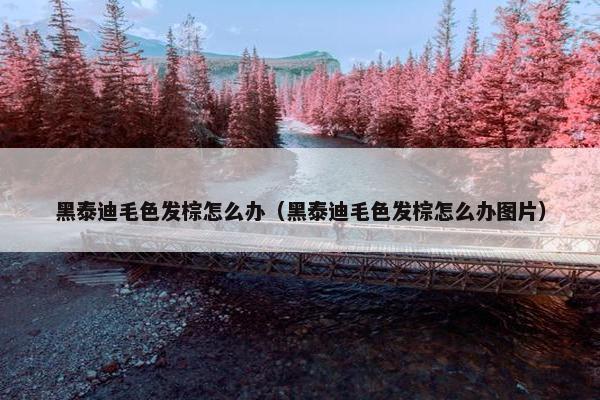 黑泰迪毛色发棕怎么办（黑泰迪毛色发棕怎么办图片）
