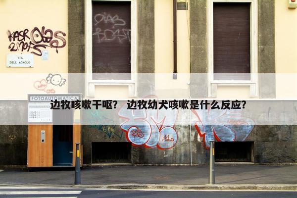 边牧咳嗽干呕？ 边牧幼犬咳嗽是什么反应？