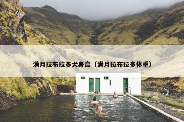 满月拉布拉多犬身高（满月拉布拉多体重）