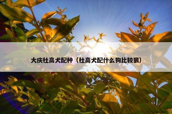 大庆杜高犬配种（杜高犬配什么狗比较狠）