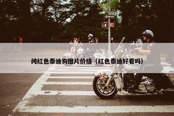 纯红色泰迪狗图片价格（红色泰迪好看吗）