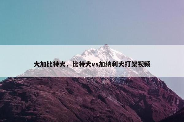 大加比特犬，比特犬vs加纳利犬打架视频