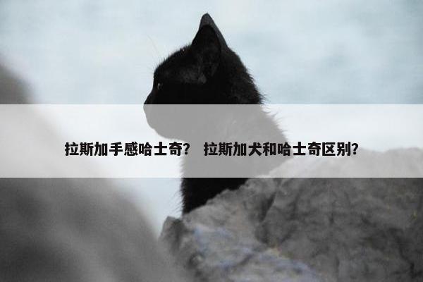 拉斯加手感哈士奇？ 拉斯加犬和哈士奇区别？