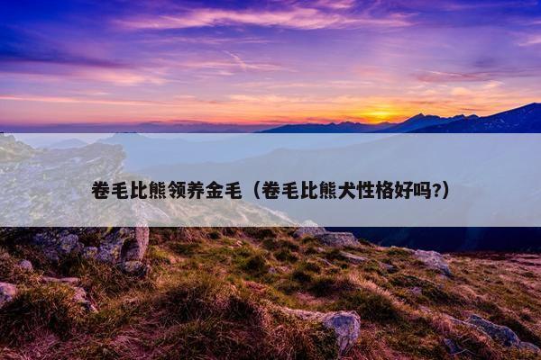 卷毛比熊领养金毛（卷毛比熊犬性格好吗?）