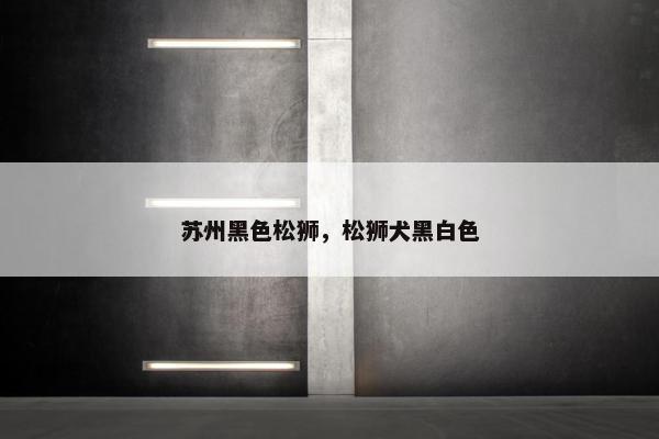 苏州黑色松狮，松狮犬黑白色