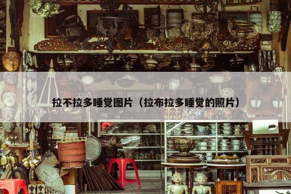拉不拉多睡觉图片（拉布拉多睡觉的照片）