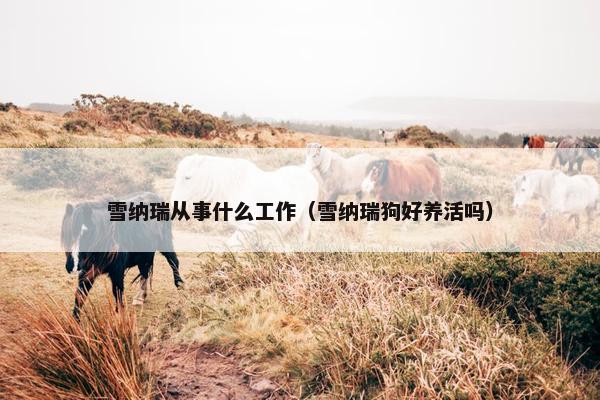 雪纳瑞从事什么工作（雪纳瑞狗好养活吗）