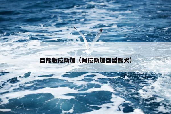 巨熊版拉斯加（阿拉斯加巨型熊犬）