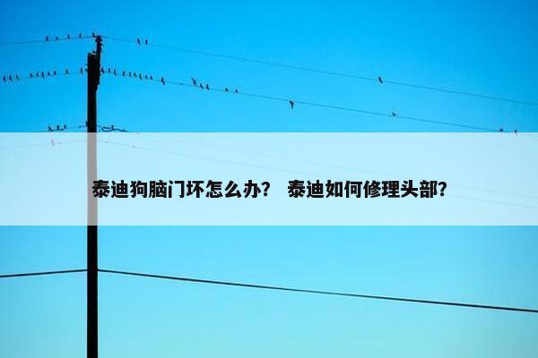 泰迪狗脑门坏怎么办？ 泰迪如何修理头部？