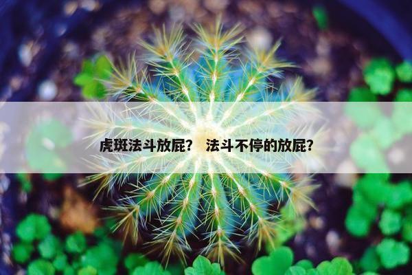 虎斑法斗放屁？ 法斗不停的放屁？