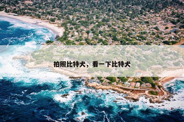 拍照比特犬，看一下比特犬